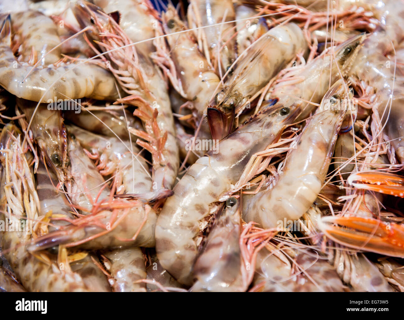 Dettaglio del mazzetto di King Brown crudo fresco gamberetti al mercato del pesce in vista dall'alto Foto Stock