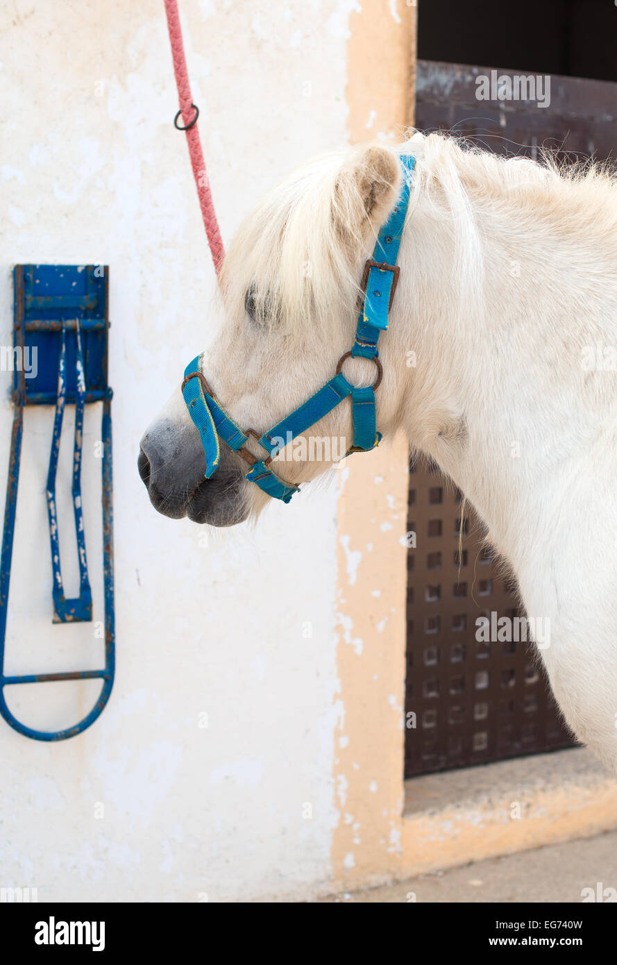 Sellati pony bianco vicino la stalla. Foto Stock