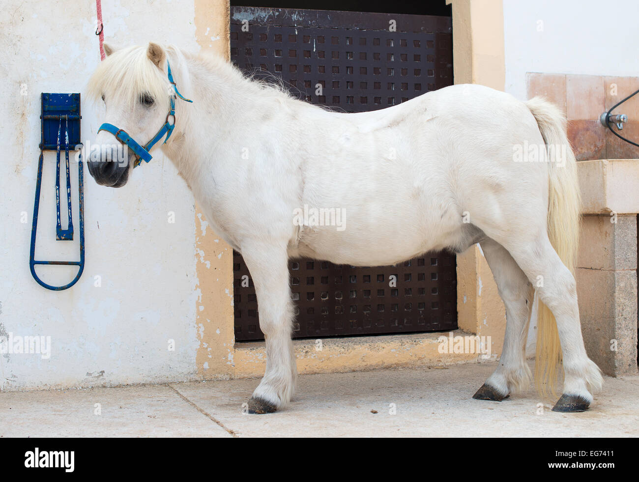 Sellati pony bianco vicino la stalla. Foto Stock