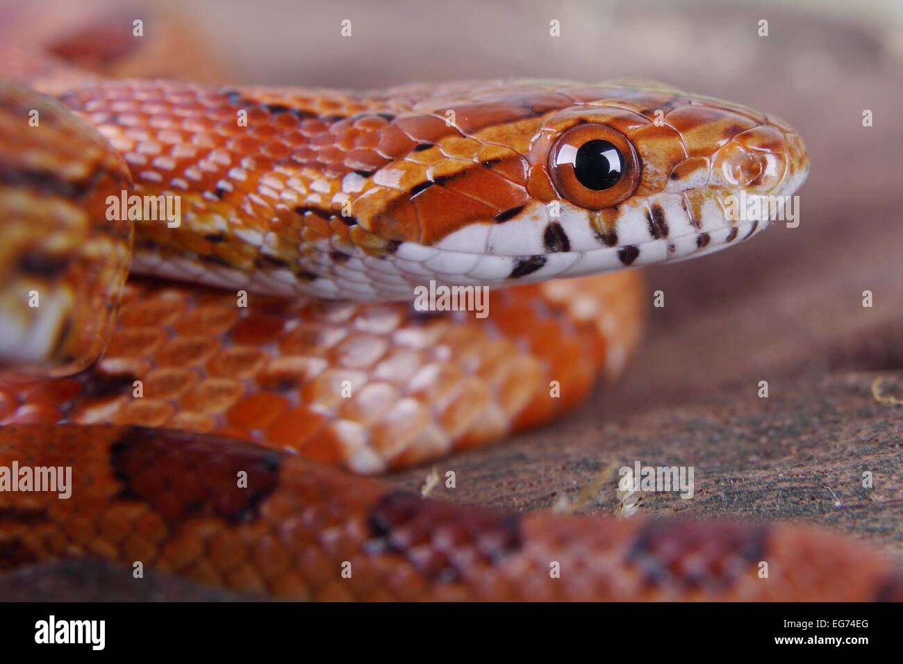 Ritratto di un bel serpente di mais Foto Stock