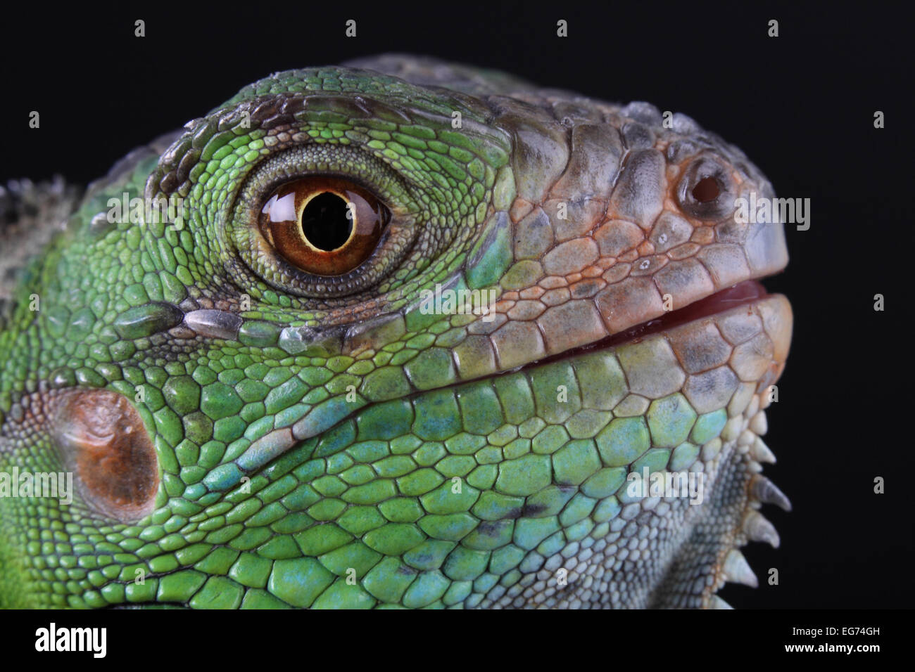 Una grande e bella iguana verde Foto Stock