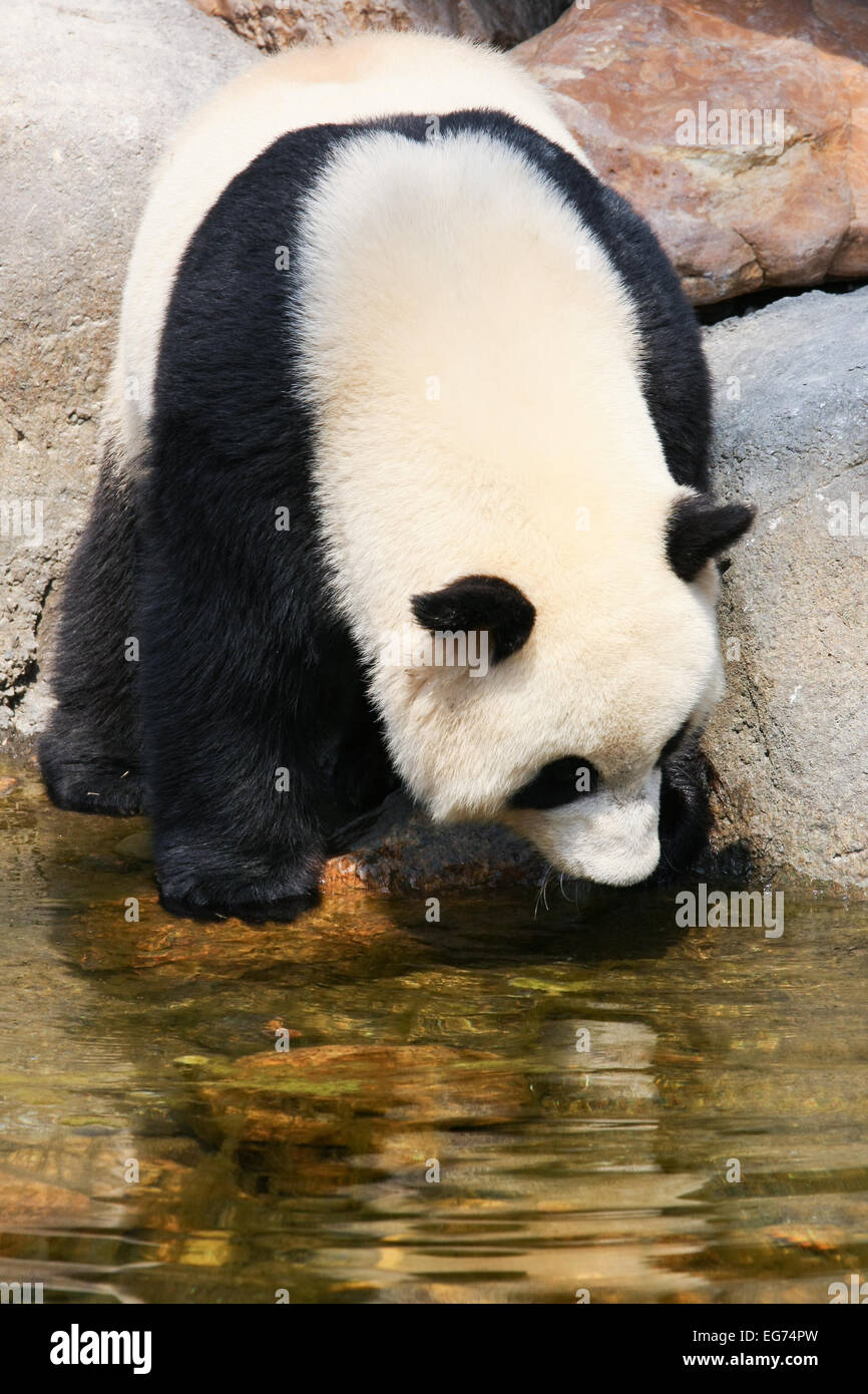 Panda in prossimità di acqua Foto Stock