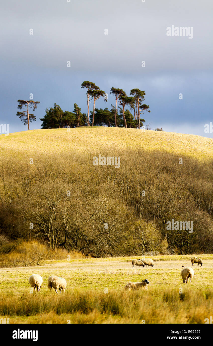 Wensleydale, Yorkshire Moors, Regno Unito 18 Febbraio, 2015. Regno Unito Meteo. Il sole e la tempesta di doccia sopra di pino silvestre alberi su Lady Hill che è un punto di riferimento distintivo in questa zona, vicino a Aysgarth e trova in Askrigg, Wensleydale, North Pennines, North Yorkshire, Inghilterra, Regno Unito . © Mar fotografico/Alamy Live Foto Stock