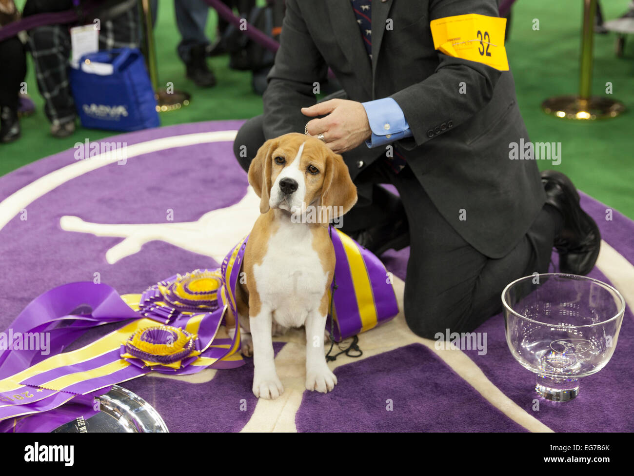 New York, NY - 17 Febbraio 2015: Best of Show Hound 15 pollici Miss Beagle P pone con il gestore William Alexandre a 139 Westminster Kennel Club dog show al Madison Square Garden Foto Stock