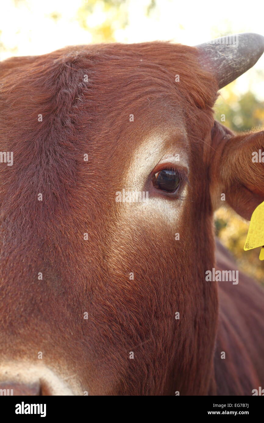 Vista dettagliata del brown zebù occhio, animale ritratto preso in fattoria Foto Stock