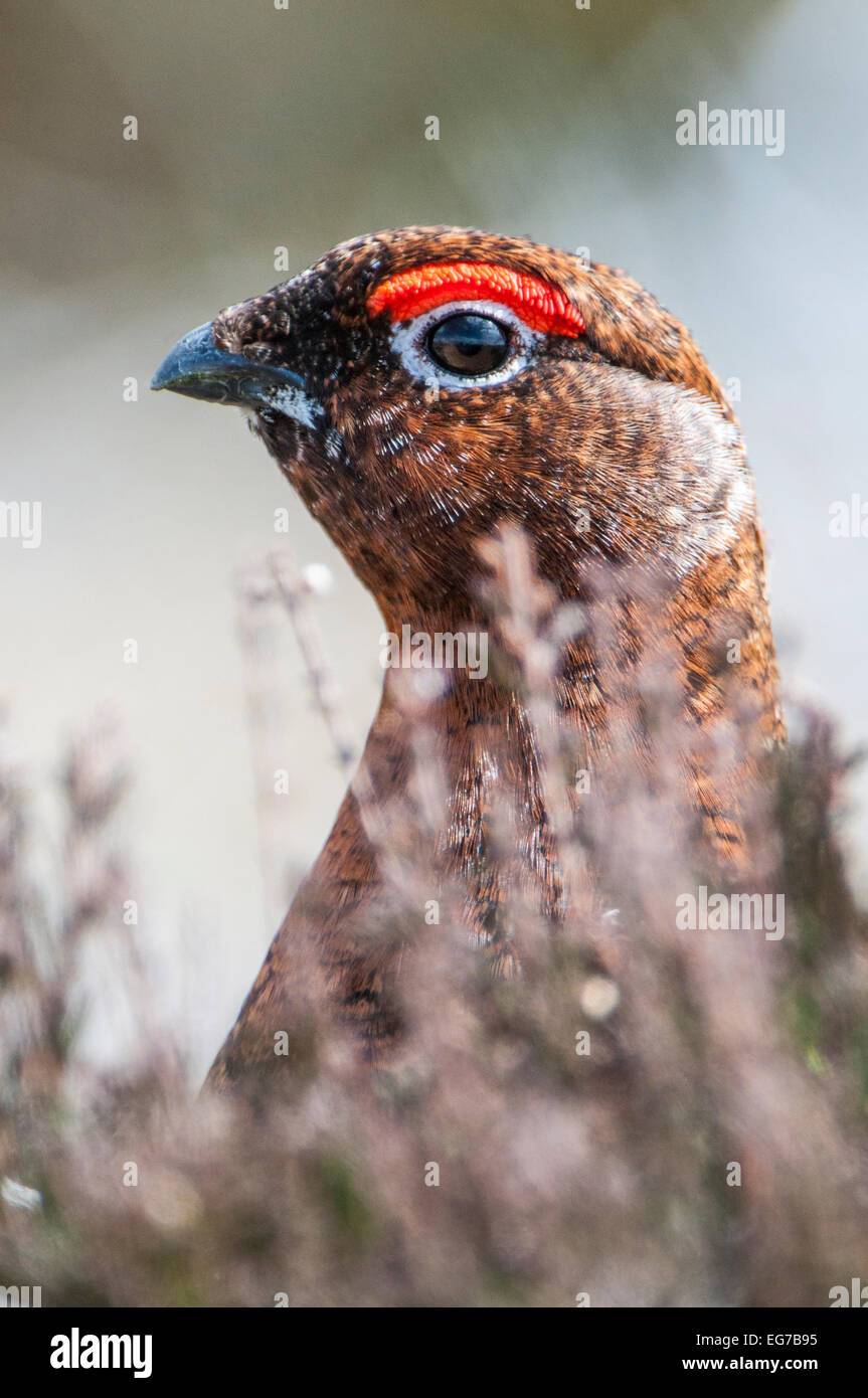 Red Grouse in heather, close-up di testa e collo, Heather in primo piano Foto Stock