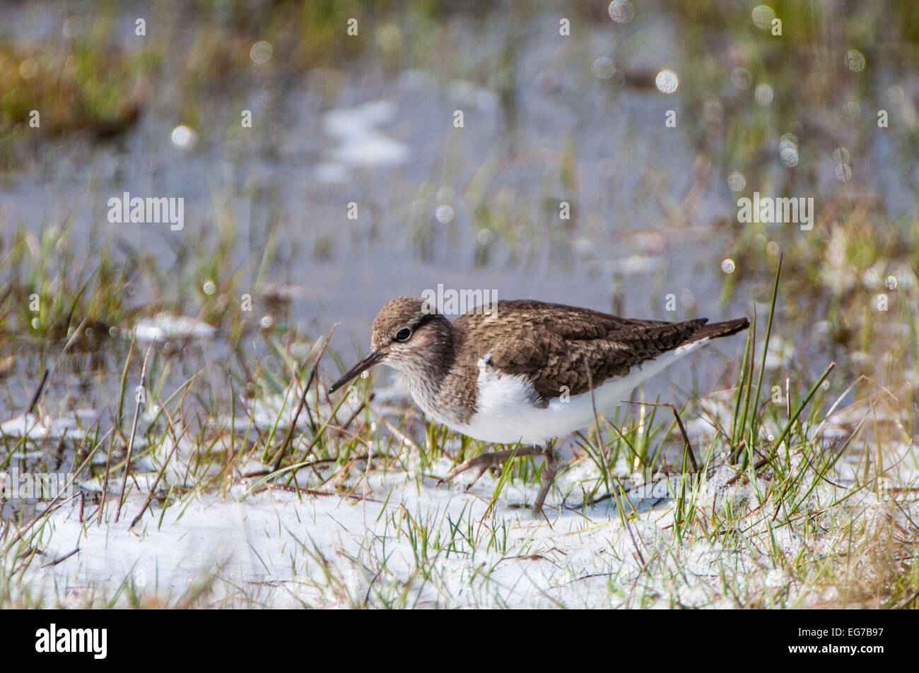 Sandpiper comune sul litorale Foto Stock
