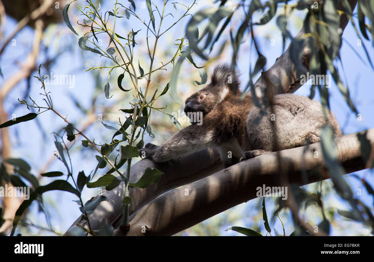 Wild koala fotografato su Kangaroo Island, in Australia Foto Stock