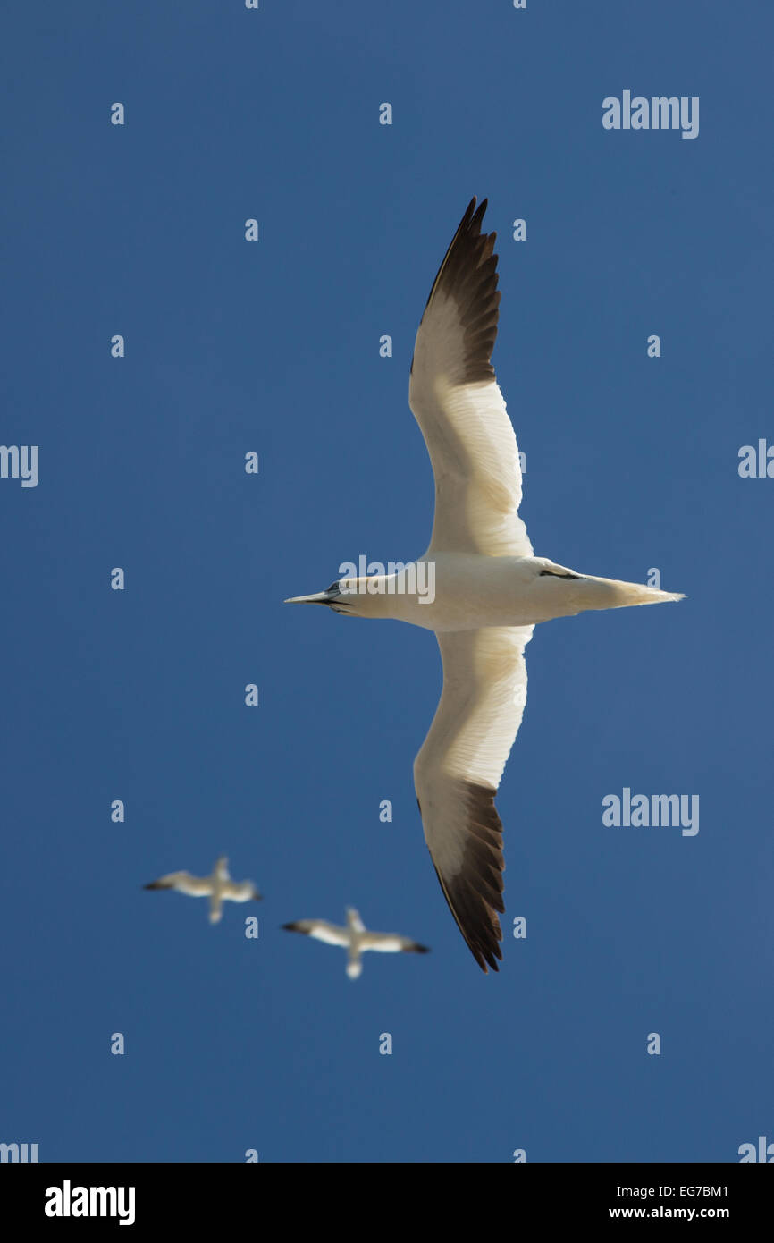 Gannett settentrionale volare al di sopra di Bass Rock, Scozia Foto Stock