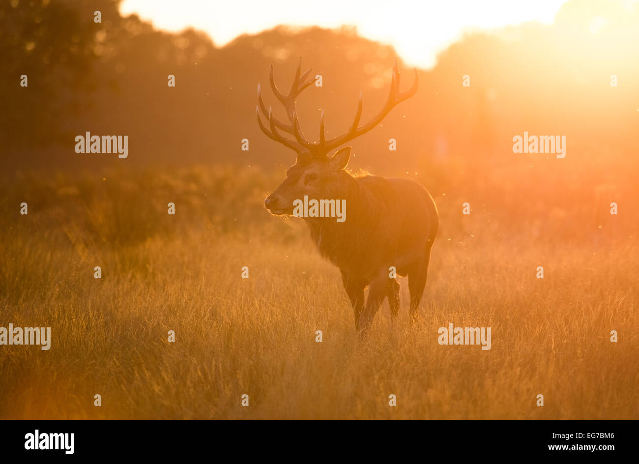 Un cervo rosso cervo muggito nel blu nebbia prima del sorgere del sole in Richmond Park, Londra Foto Stock