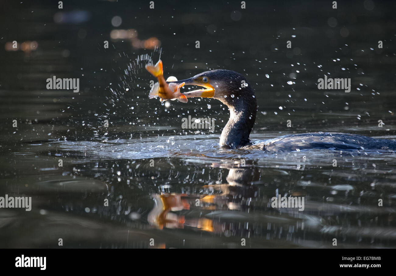 Cormorano con pesce persico nel becco, Wimbledon Common, Londra Foto Stock