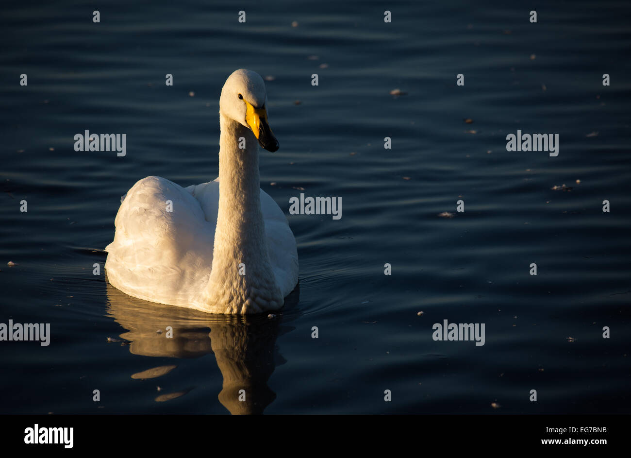 Whooper swan fotografati a Martin mera riserva, Lancashire Foto Stock
