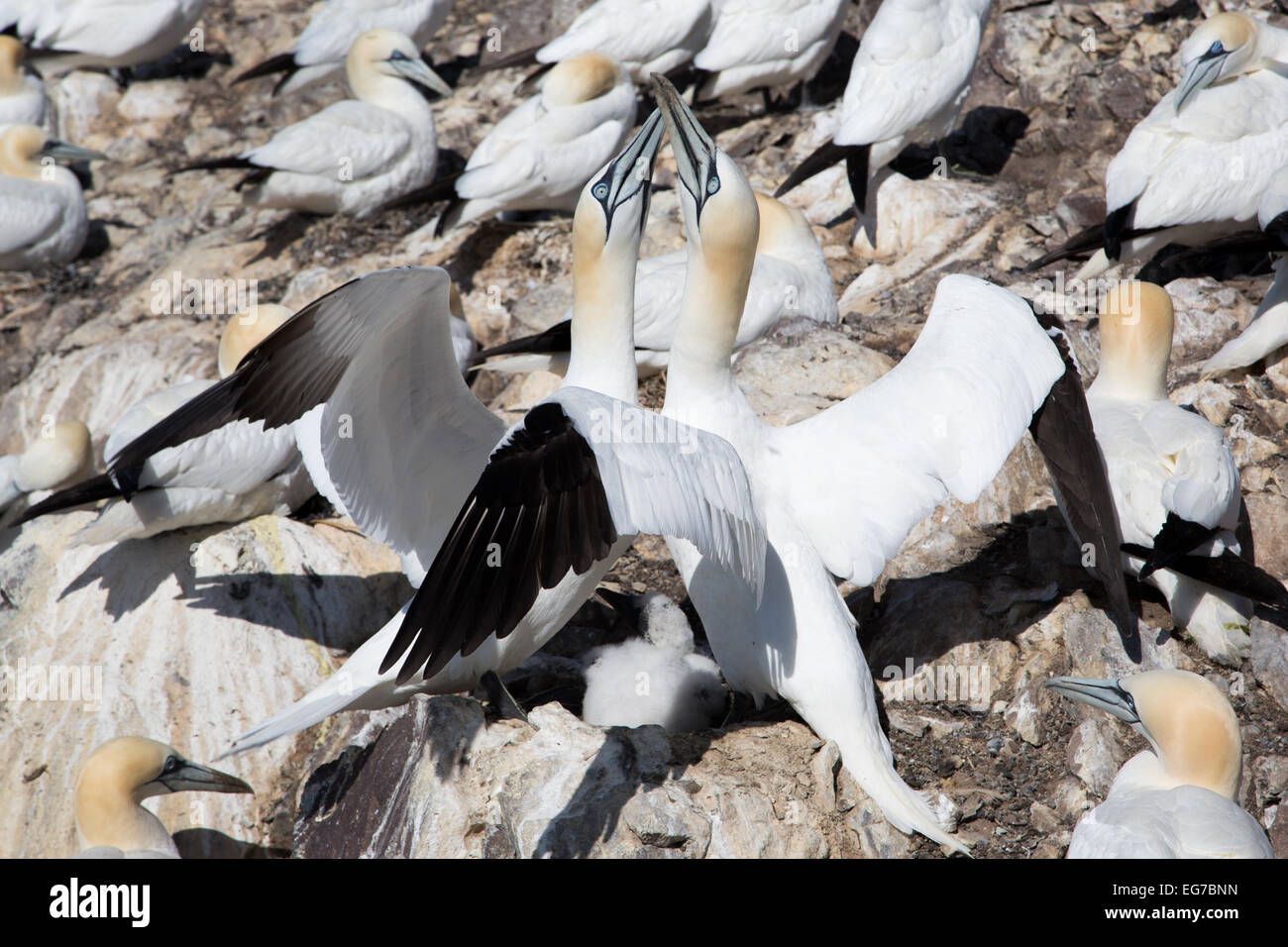 Northern gannet fotografato il Bass Rock, Scozia Foto Stock