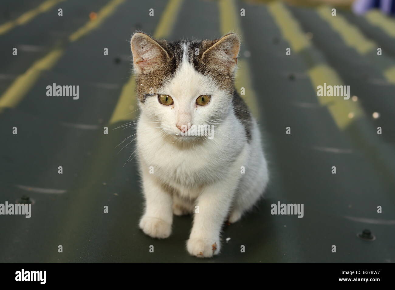 Piccolo cucciolo domestico in piedi sul tetto Foto Stock