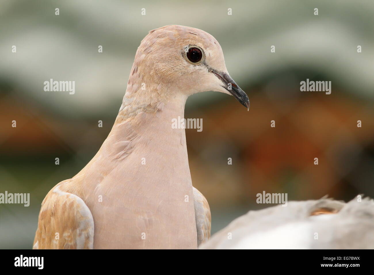 Eurasian collare ritratto Tortora ( Streptopelia decaocto ) Foto Stock