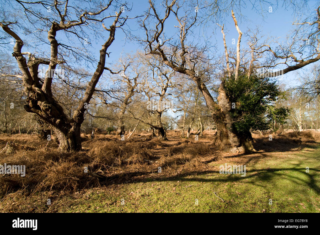 Pollarded querce in antichi boschi Foto Stock
