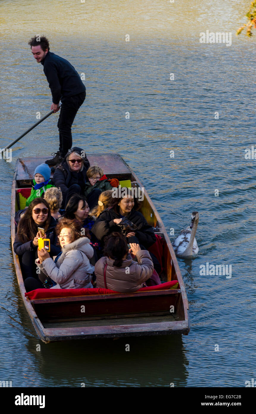 Cambridge, Regno Unito 18 Febbraio 2015: un giovane cigno segue i turisti in un punt lungo il fiume Cam nella speranza di cibo. Credito: CAMimage/Alamy Live News Foto Stock