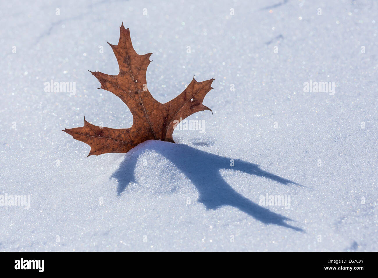 Northern Quercia Rossa, Quercus rubra, leaf parzialmente annegata nella neve soffiata sulla superficie ghiacciata di un lago nel centro di Michigan, Stati Uniti d'America Foto Stock