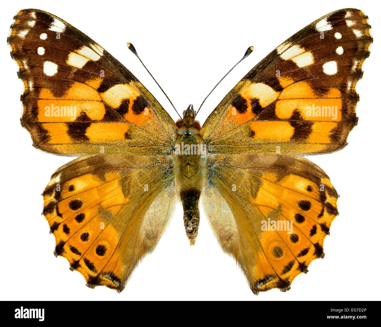 Isolato dipinto lady butterfly Foto Stock