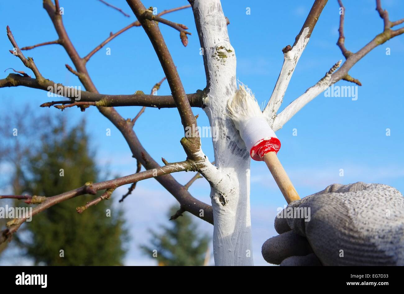 Baum weissen - sbiancamento ad albero 01 Foto Stock