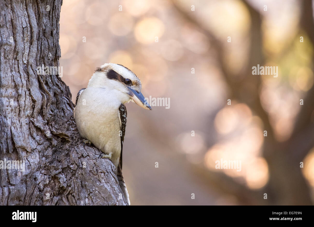 Un ridere Kookaburra fotografata a Sydney i Giardini Botanici, Australia Foto Stock