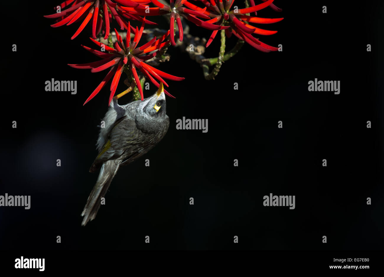 Noisy Miner fotografata a Sydney i Giardini Botanici, Australia Foto Stock