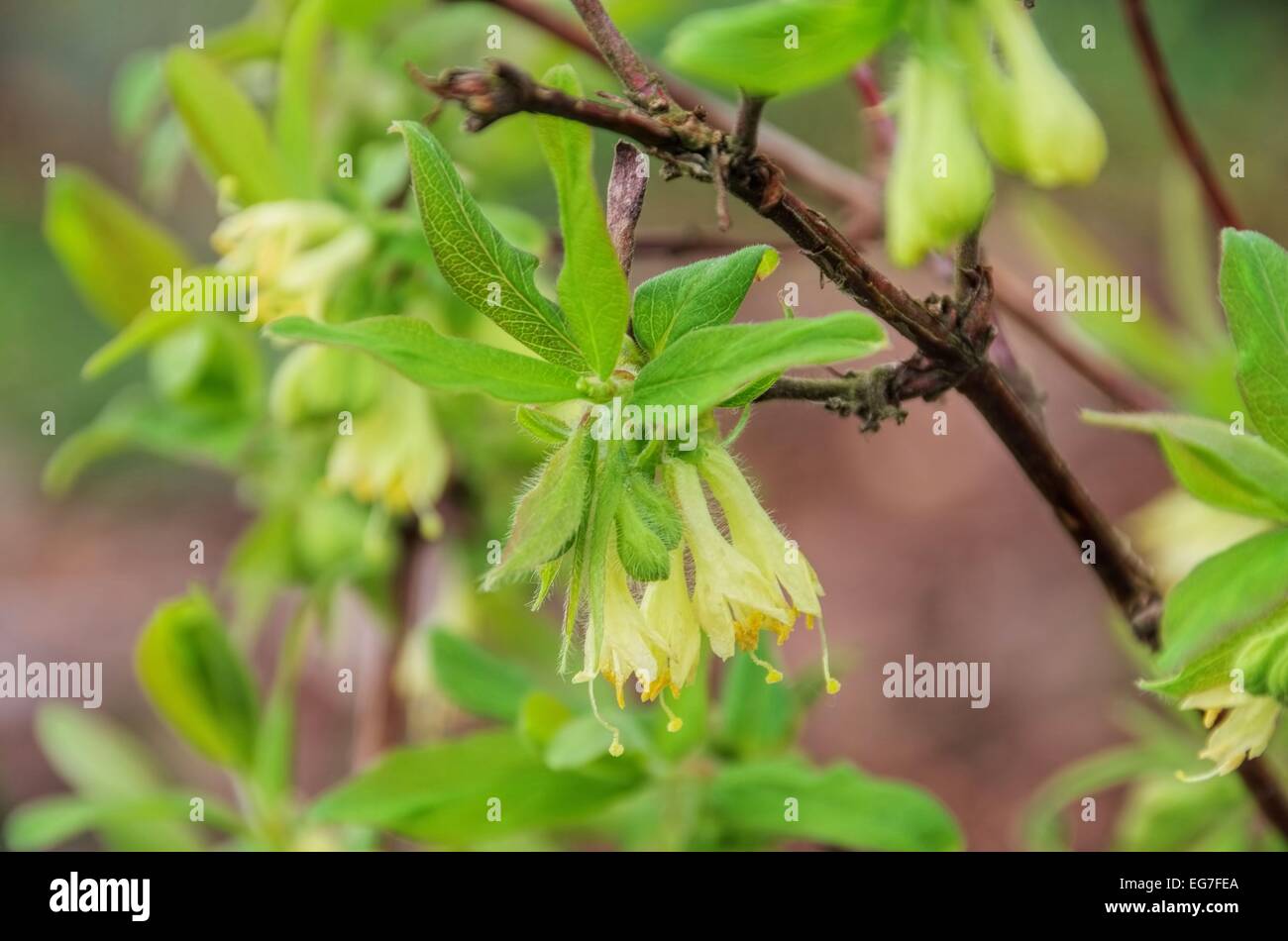 Maibeere Bluete - Lonicera kamtschatica blossom 03 Foto Stock
