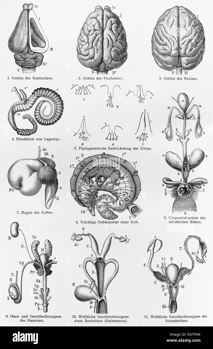 Vintage disegno delle parti del cervello dei mammiferi Foto Stock