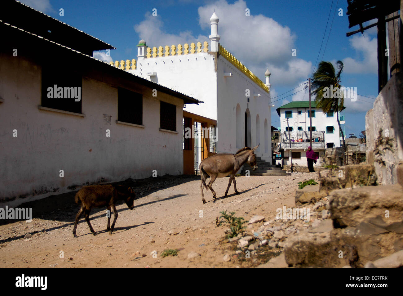 Donkey passeggiando attorno alla piazza su isola di Lamu Foto Stock