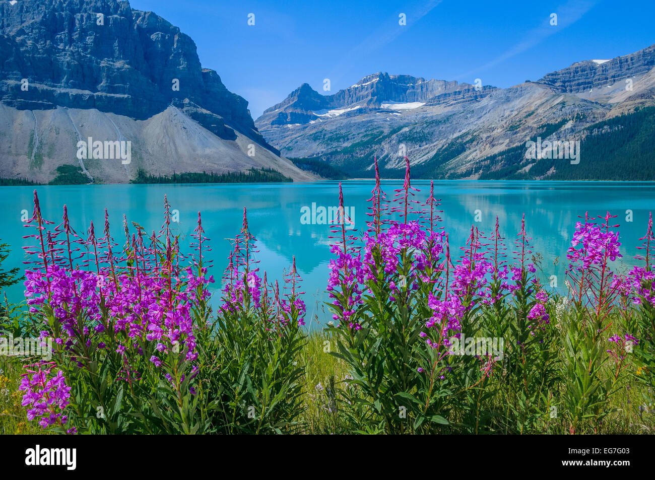 Fireweed, Bow Lake, il Parco Nazionale di Banff, Alberta, Canada Foto Stock