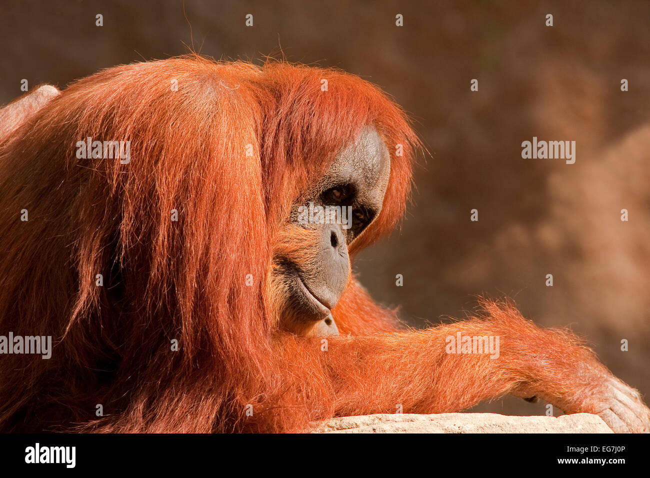 Bornean orangutan (Pongo pygmaeus) Foto Stock
