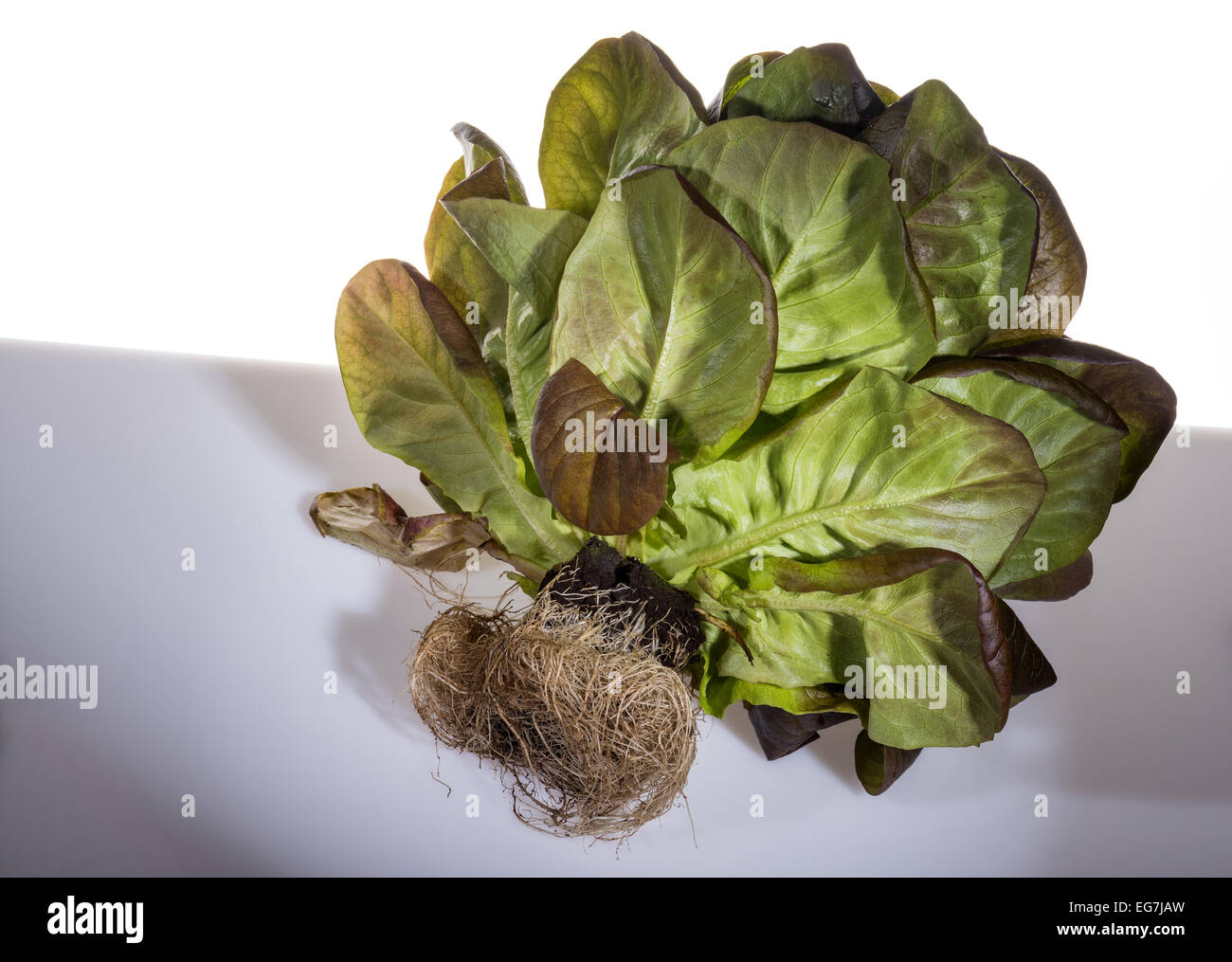 Salanova foglia di lattuga insalata sala nova fresco verde salute sano vendita con root balla con nuove radici di allevamento con radici elegante Foto Stock