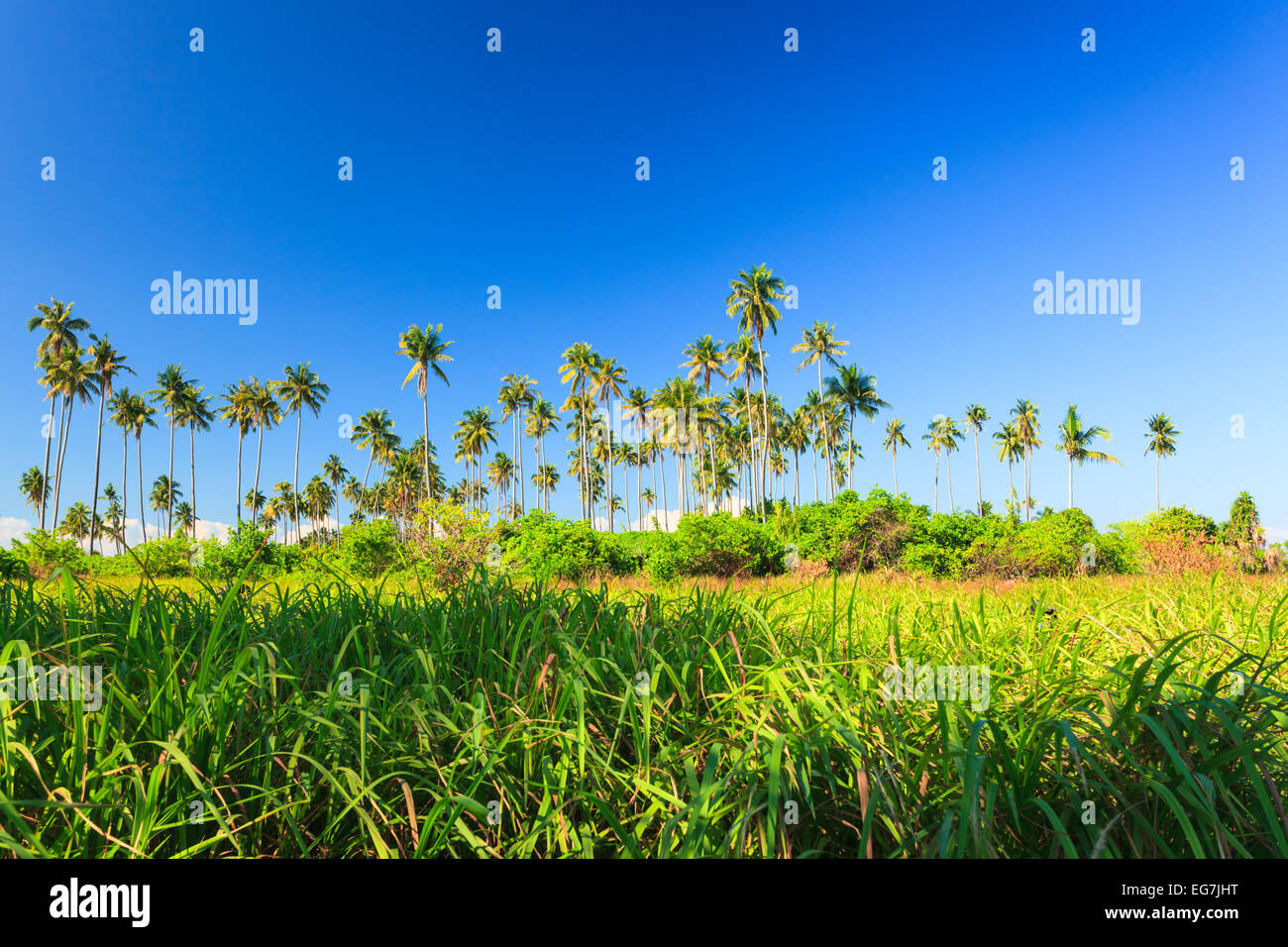 La bellezza dell'Isola con palme e prati e il blu del cielo Foto Stock