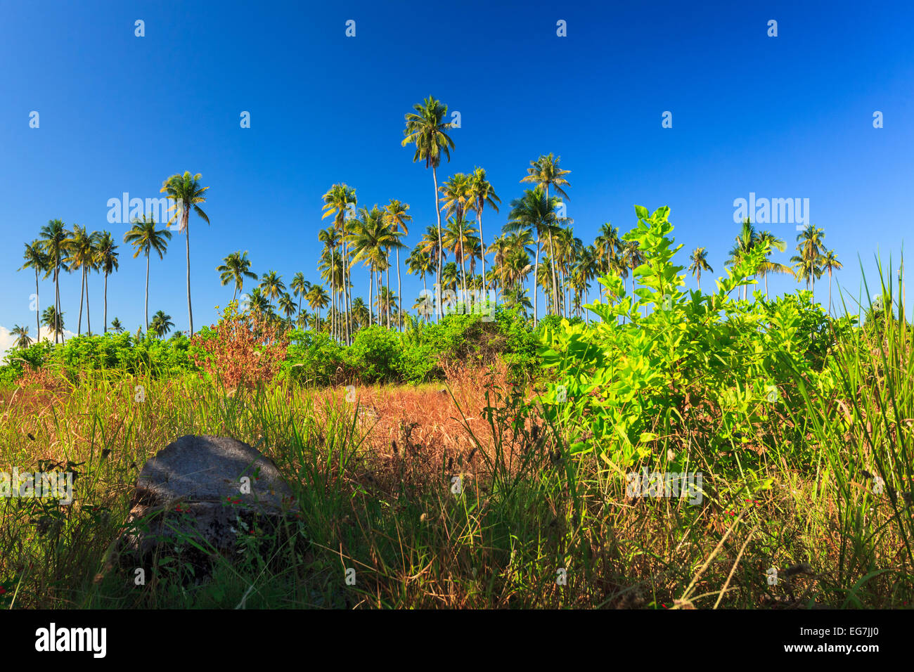 La bellezza dell'Isola con palme e prati e il blu del cielo Foto Stock