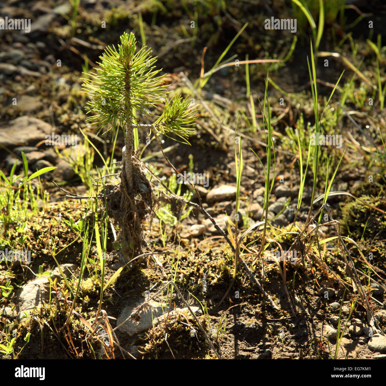 Un recentemente germinati pino nel suo primo anno di crescita. Foto Stock