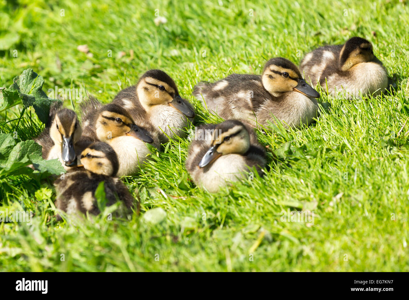 Immagine di un gruppo di piccole anatre childs Foto Stock