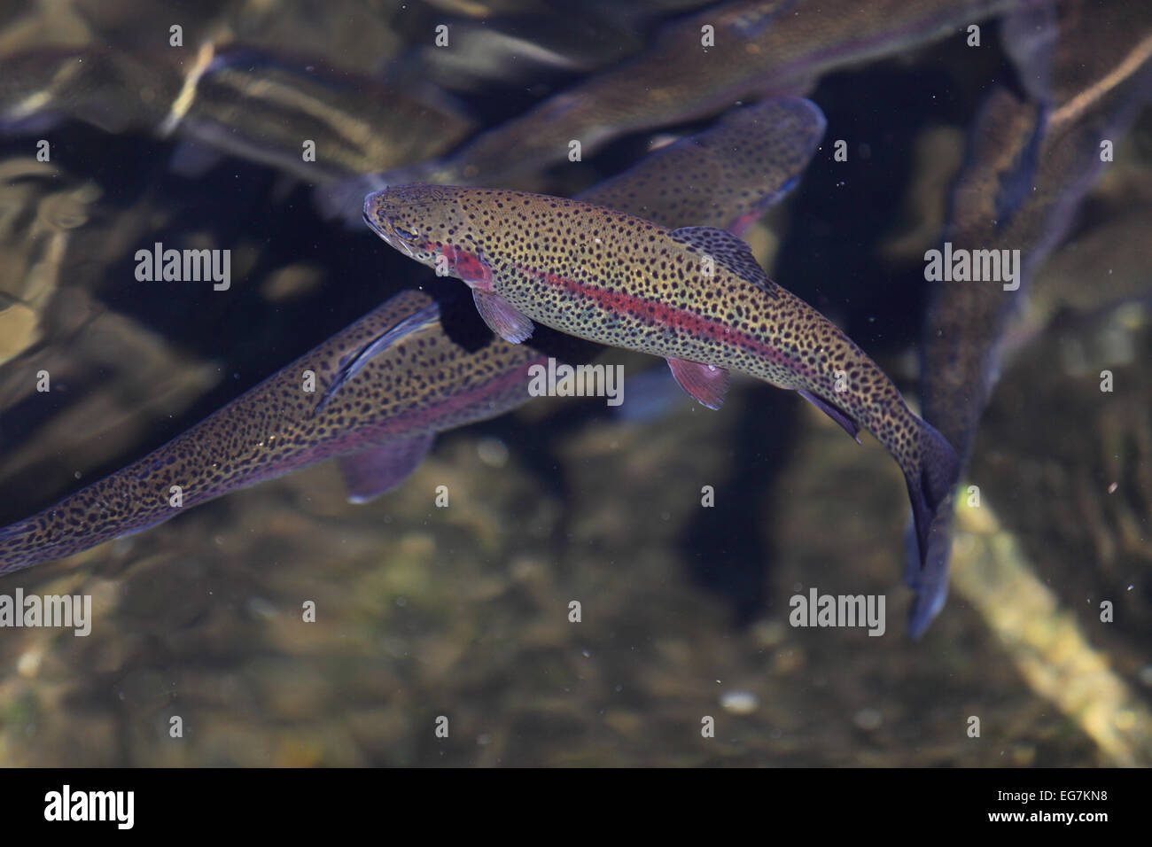 La trota arcobaleno in un vivaio ittico stagno di ritegno. Foto Stock