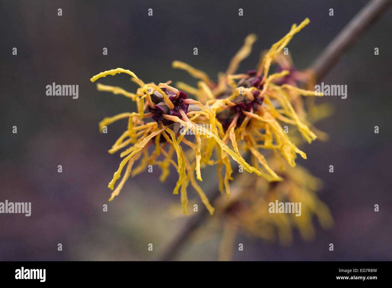 Hamamelis x intermedia Vesna. Amamelide fiori. Foto Stock