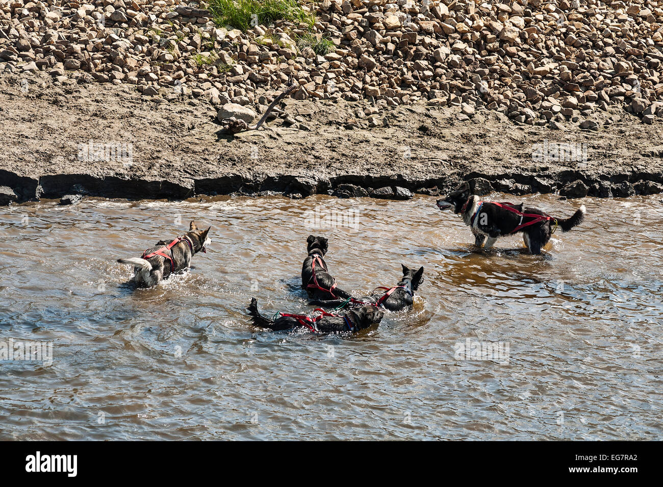 Cani andare per una nuotata rinfrescante dopo una sessione di allenamento, Susan macelleria Trailbreaker canile, Fairbanks Alaska Foto Stock