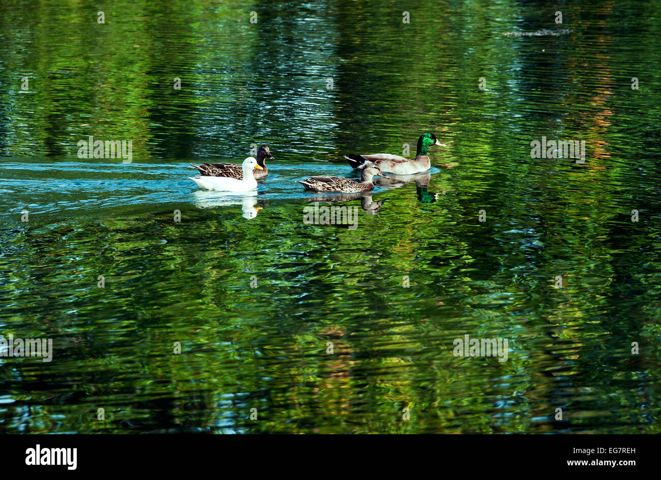 Anatre nuotare su un laghetto con riflessioni. Foto Stock