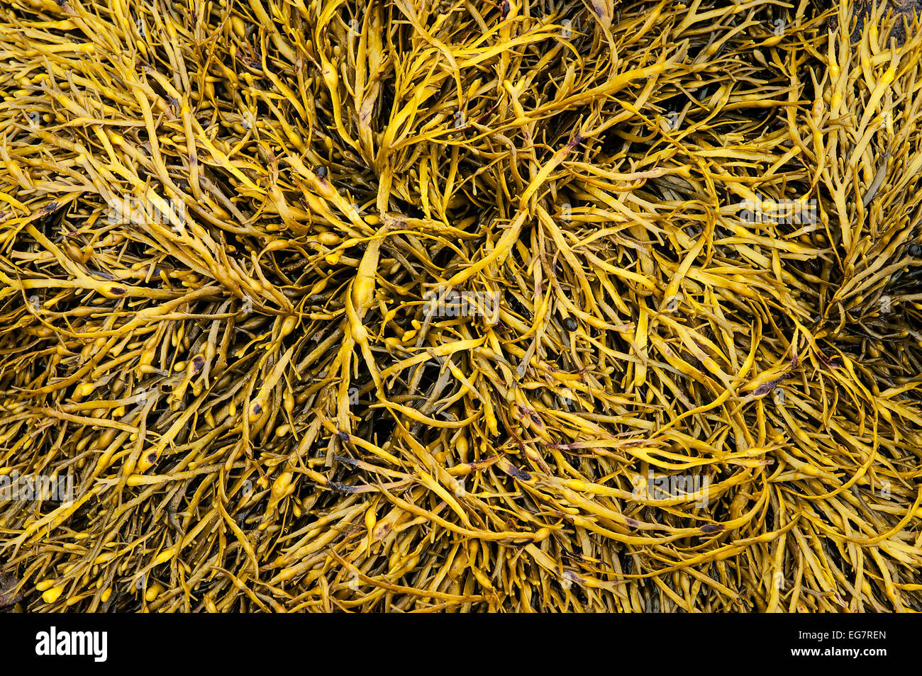 Le alghe Ascophyllum nodosum, Maine, Stati Uniti d'America Foto Stock