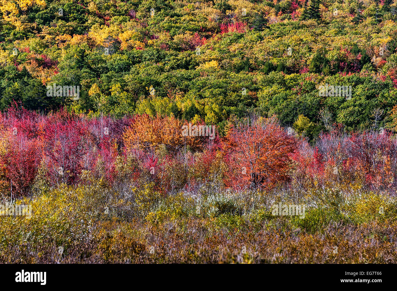 Colore di autunno, Parco Nazionale di Acadia, Mt isola deserta, Maine, Stati Uniti d'America Foto Stock
