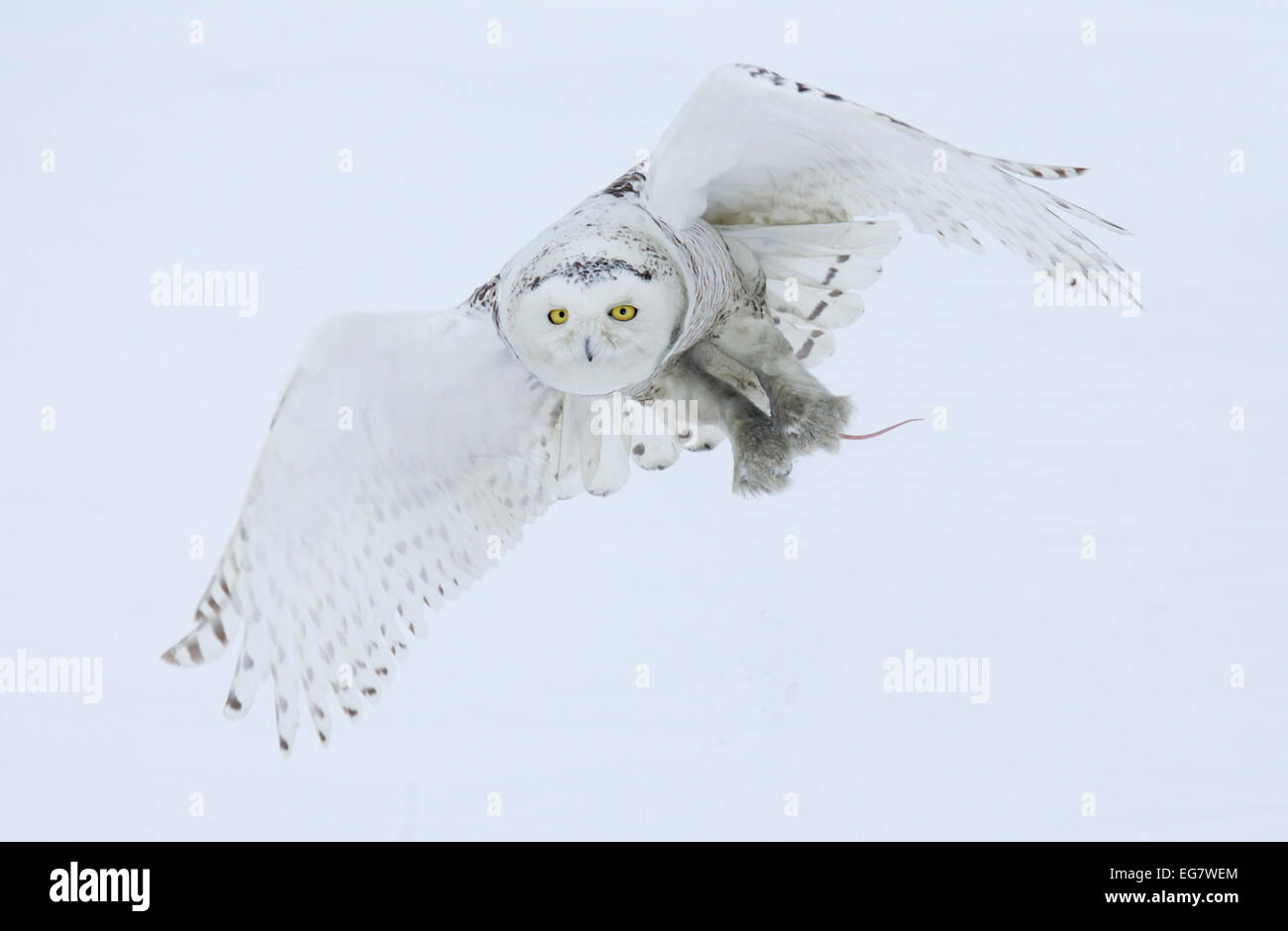 Civetta delle nevi in volo portando in preda Foto Stock
