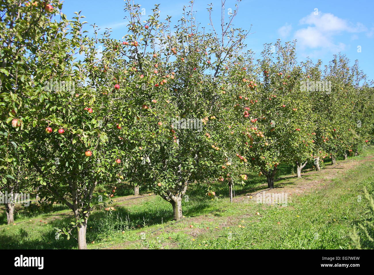 Fila di alberi di Apple a Apple farm Foto Stock