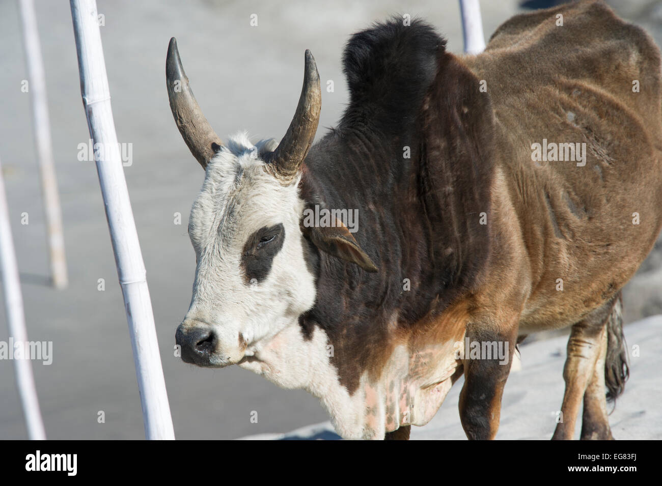 Uno dei molti vacche sacre che meraviglia liberamente intorno alla città di Rishikesh, India. La mucca è si fermò sulla spiaggia del Gange Foto Stock