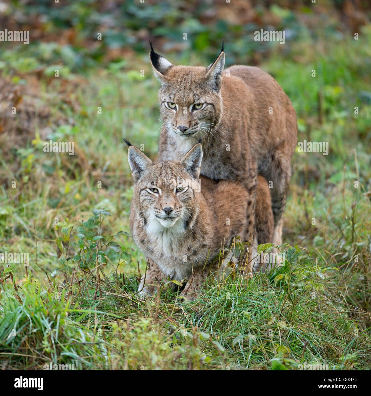 Eurasian (Lynx Lynx lynx), il tentativo di accoppiamento di una giovane lynx, captive, Bassa Sassonia, Germania Foto Stock