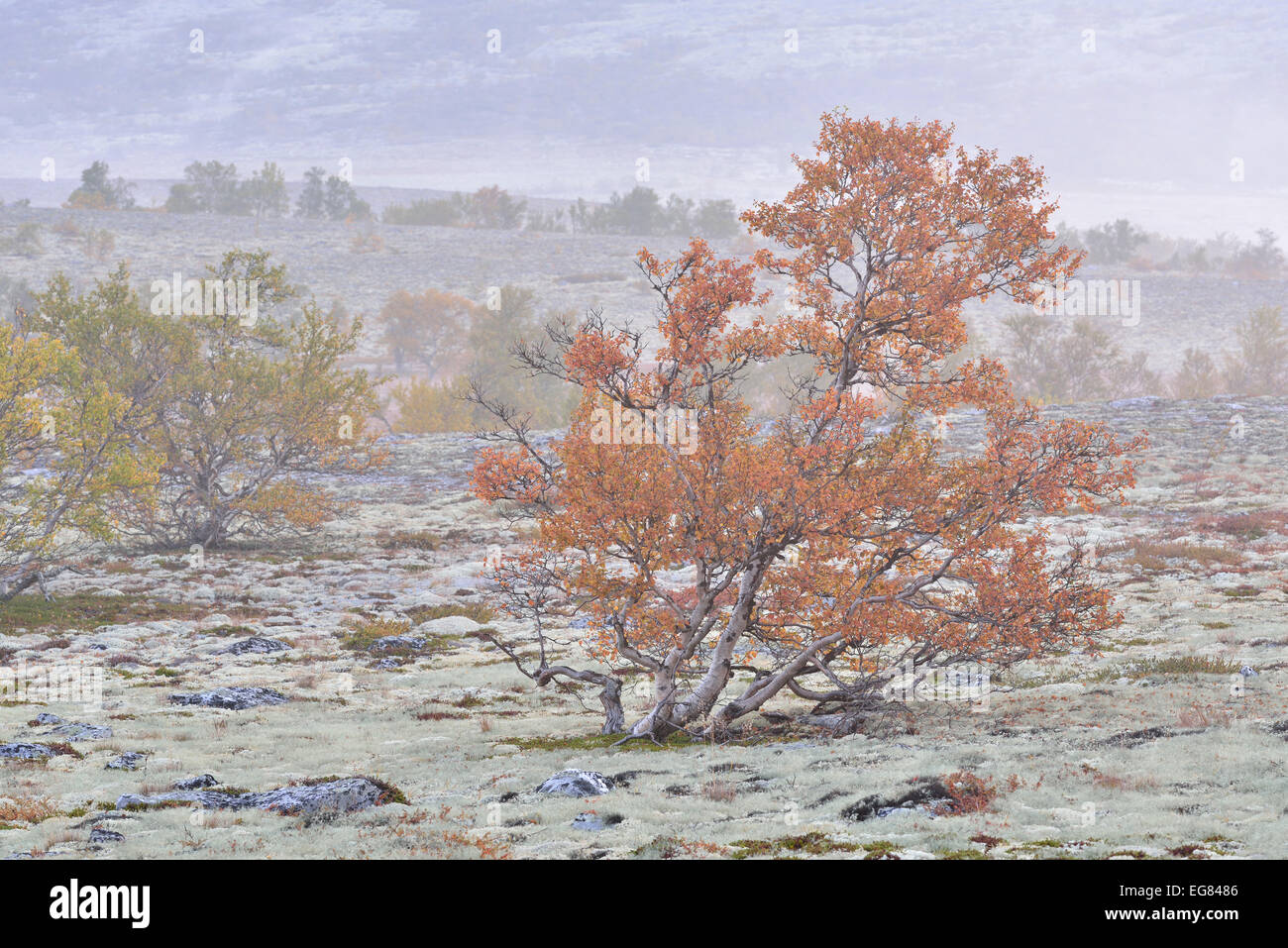 Roverella di betulle (Betula pubescens) e Licheni delle renne (Cladonia rangiferina), fjell paesaggio in autunno con nebbia Foto Stock
