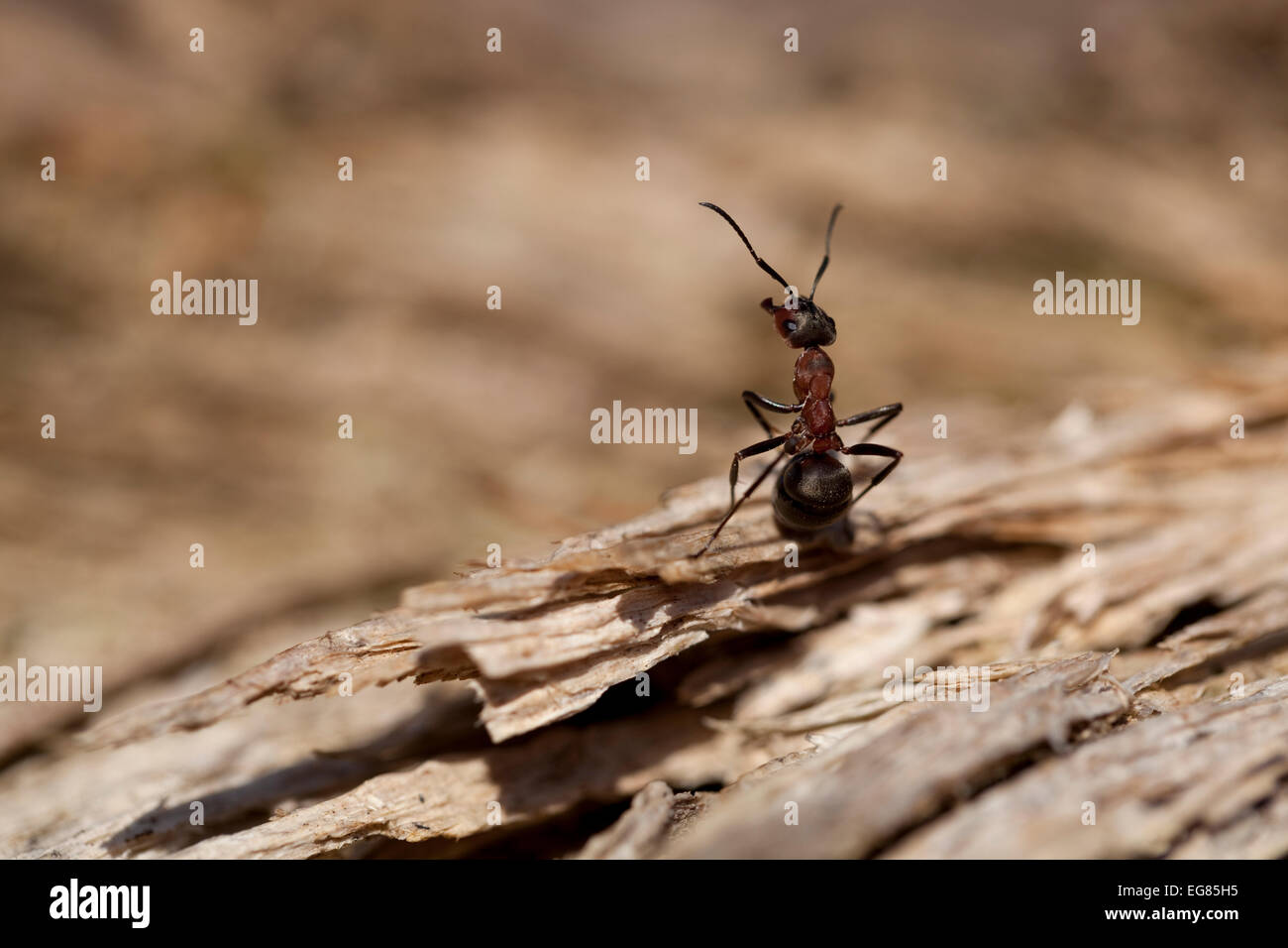 Red ant (formica rufa) sedersi sulla corteccia Foto Stock