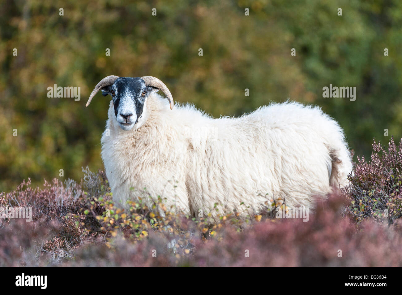 Blackface ovini adulti, in heather Foto Stock