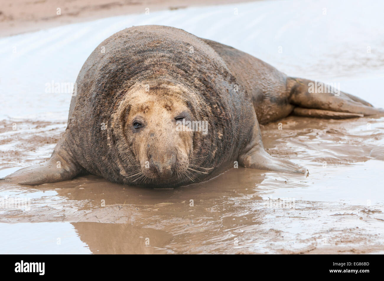 Guarnizione grigio maschio adulto sulla spiaggia, rivolto verso la parte anteriore, corpo pieno Foto Stock